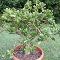Arbre de jade (Giant)